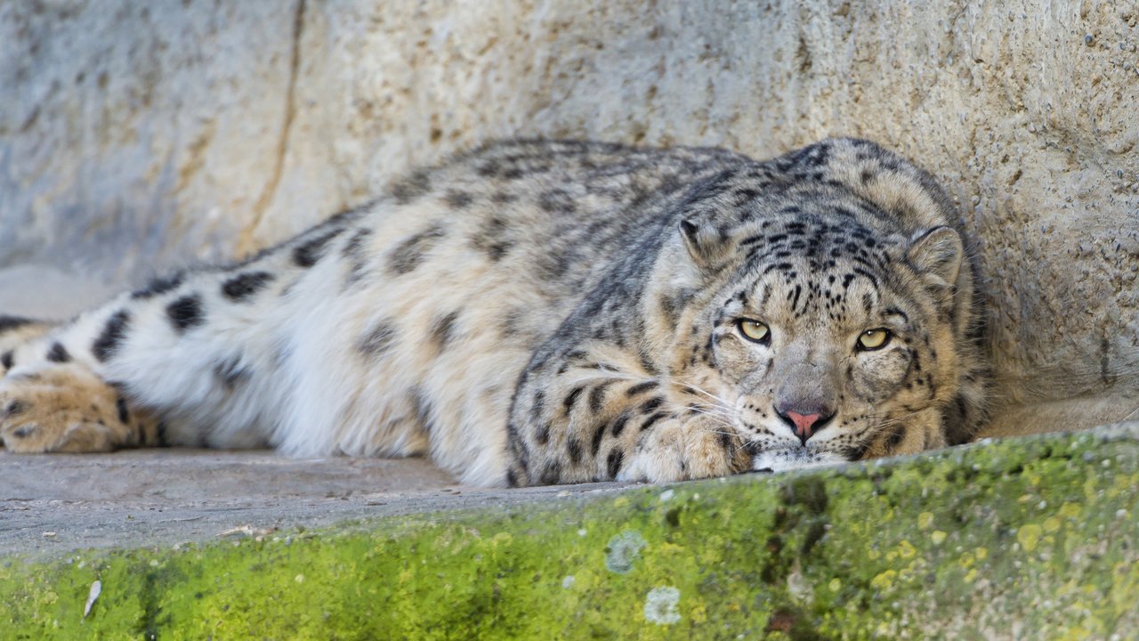 Обои кошка, снежный барс, ирбис, ©tambako the jaguar, cat, snow leopard, irbis разрешение 2048x1130 Загрузить