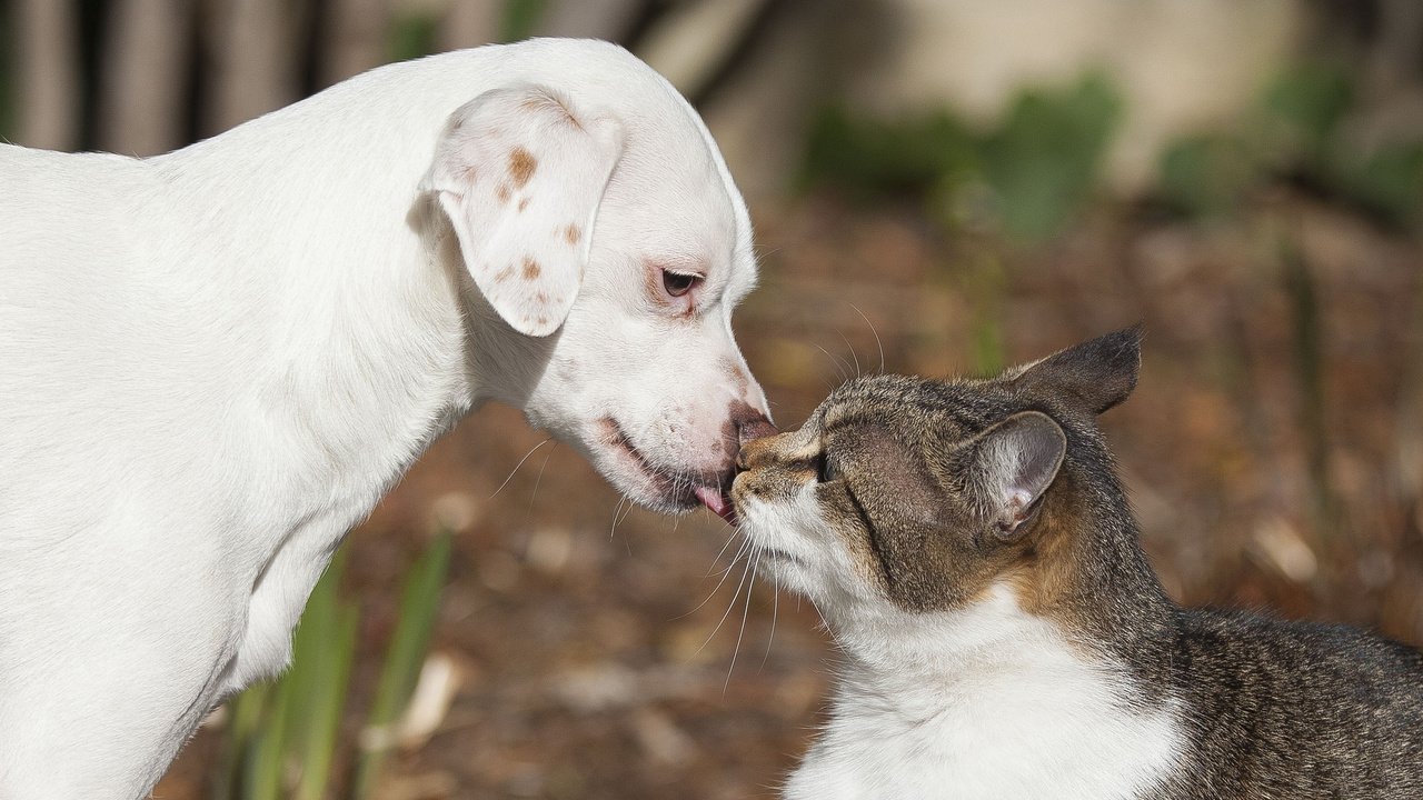 Обои кот, кошка, собака, щенок, любовь, поцелуй, друзья, cat, dog, puppy, love, kiss, friends разрешение 2048x1366 Загрузить