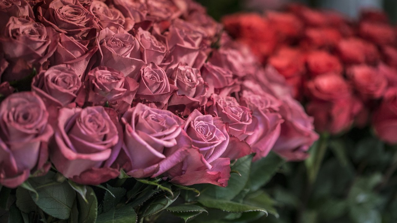 Обои цветы, розы, лепестки, flowers, roses, petals разрешение 5472x3648 Загрузить