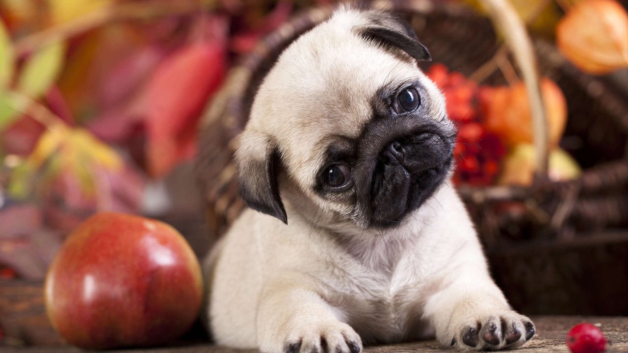 Обои собака, щенок, яблоко, мопс, dog, puppy, apple, pug разрешение 1920x1200 Загрузить