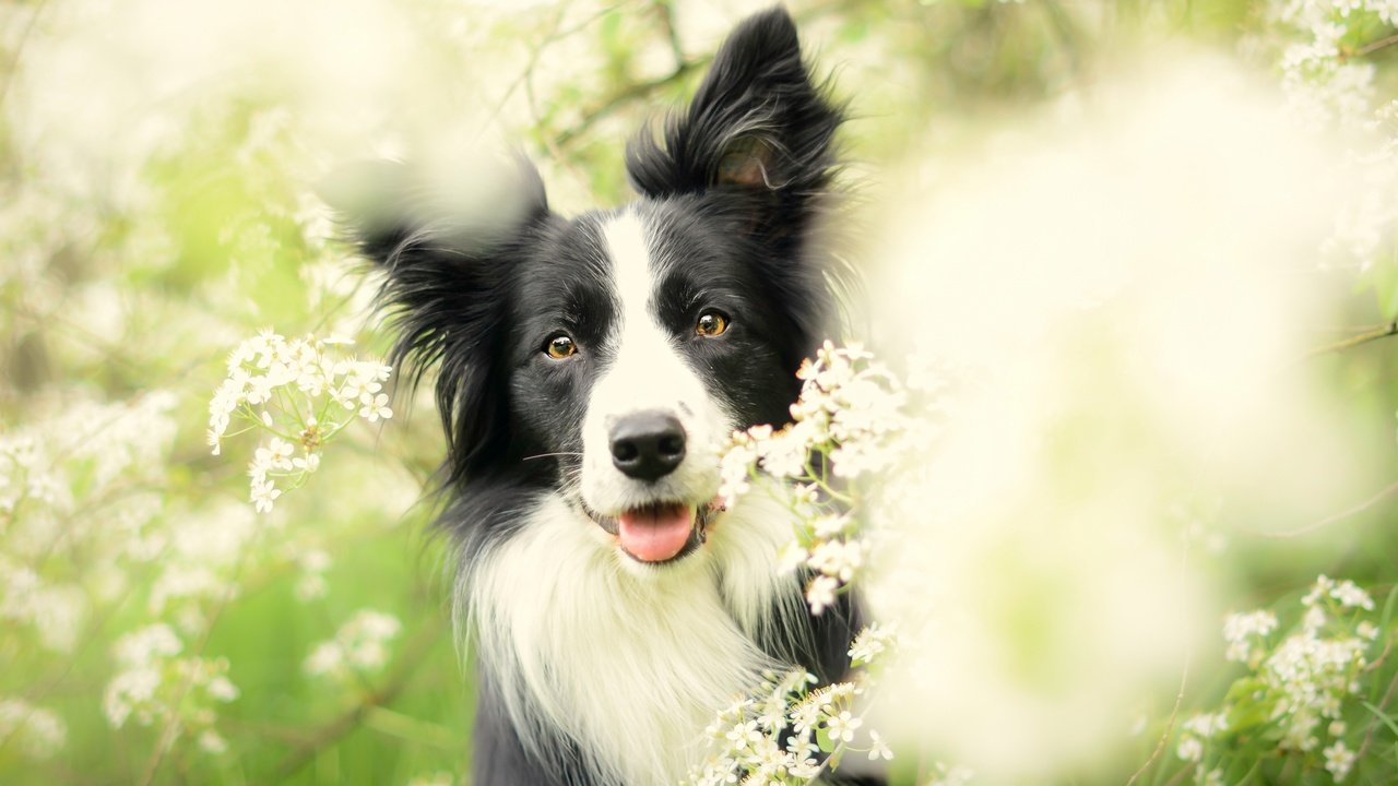 Обои цветы, цветение, собака, весна, бордер-колли, flowers, flowering, dog, spring, the border collie разрешение 2880x1620 Загрузить