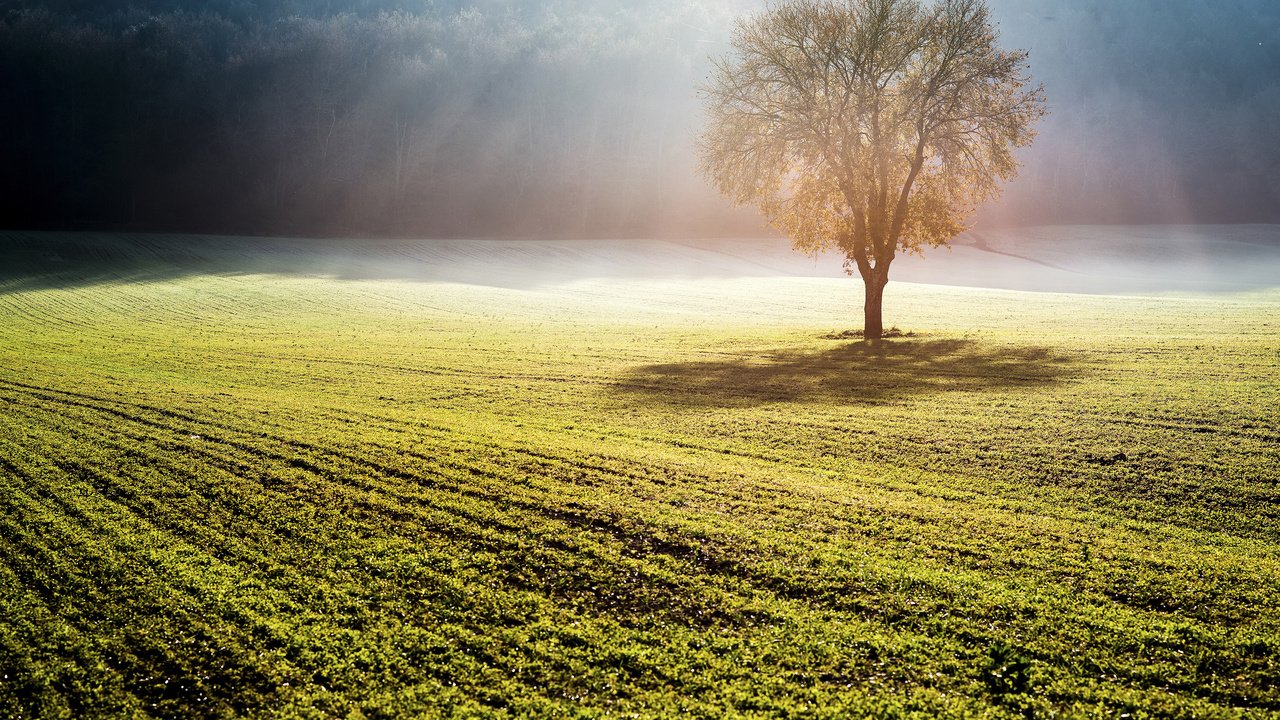 Обои природа, дерево, туман, поле, солнечные лучи, nature, tree, fog, field, the sun's rays разрешение 2880x1800 Загрузить