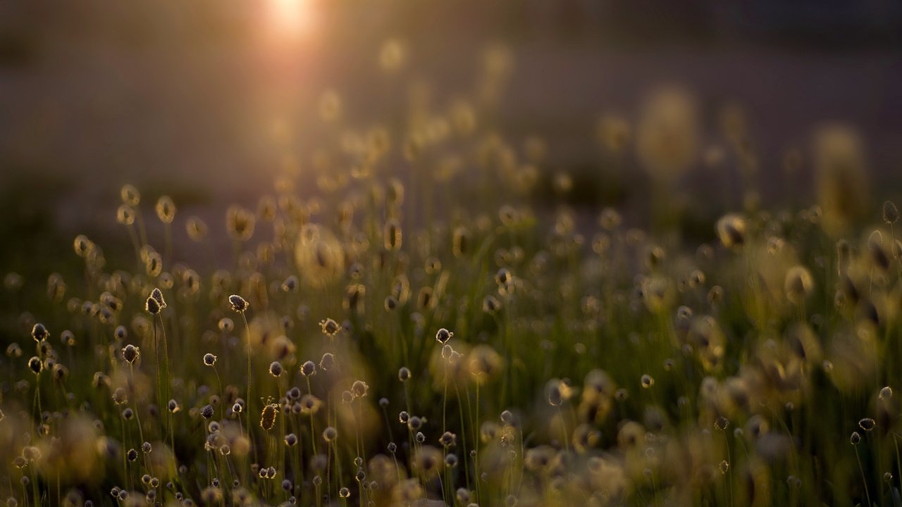 Обои свет, трава, природа, растения, поле, light, grass, nature, plants, field разрешение 4912x3264 Загрузить