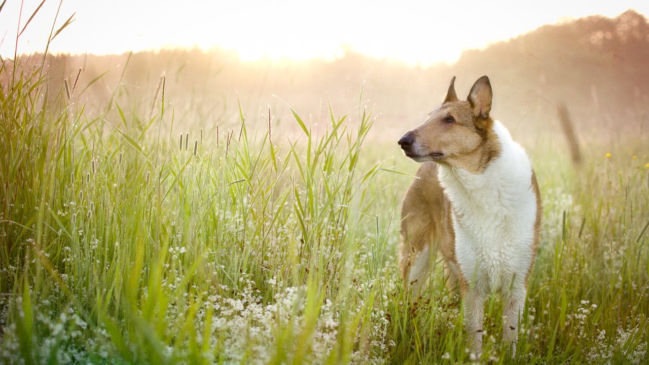 Обои цветы, трава, поле, взгляд, собака, друг, басенджи, flowers, grass, field, look, dog, each, basenji разрешение 4375x3125 Загрузить