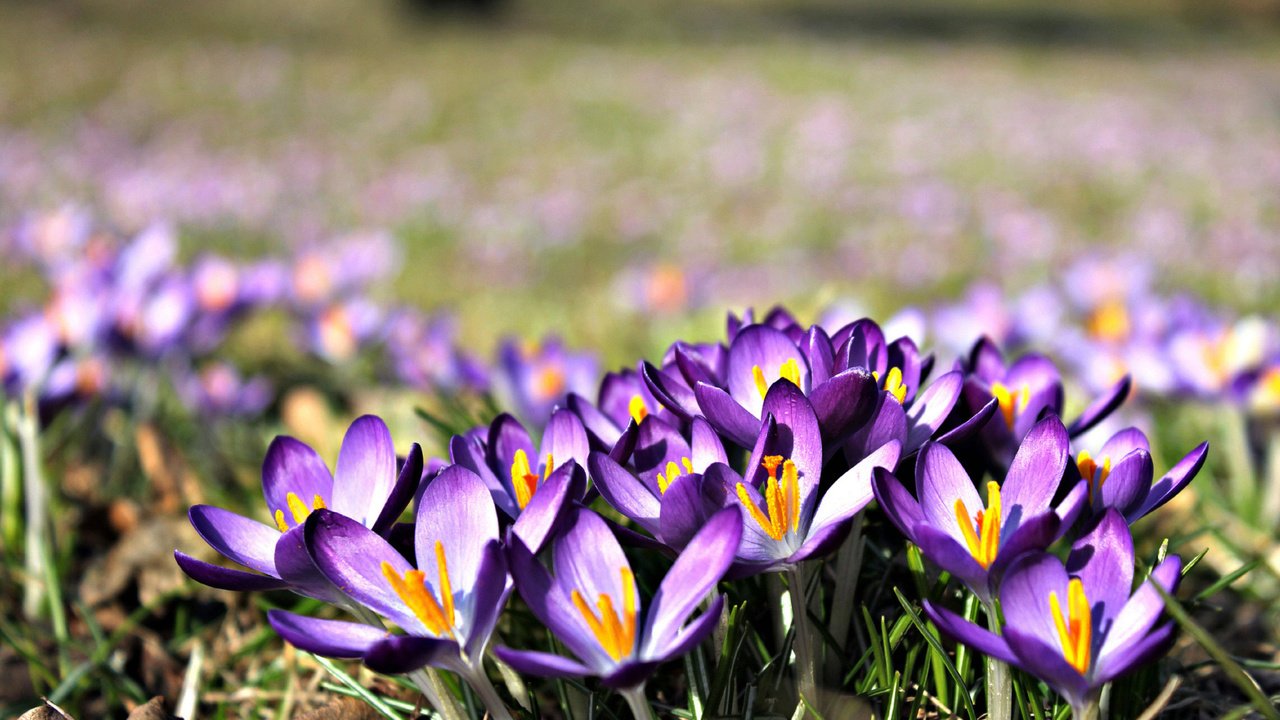 Обои цветы, макро, весна, крокусы, flowers, macro, spring, crocuses разрешение 2560x1600 Загрузить