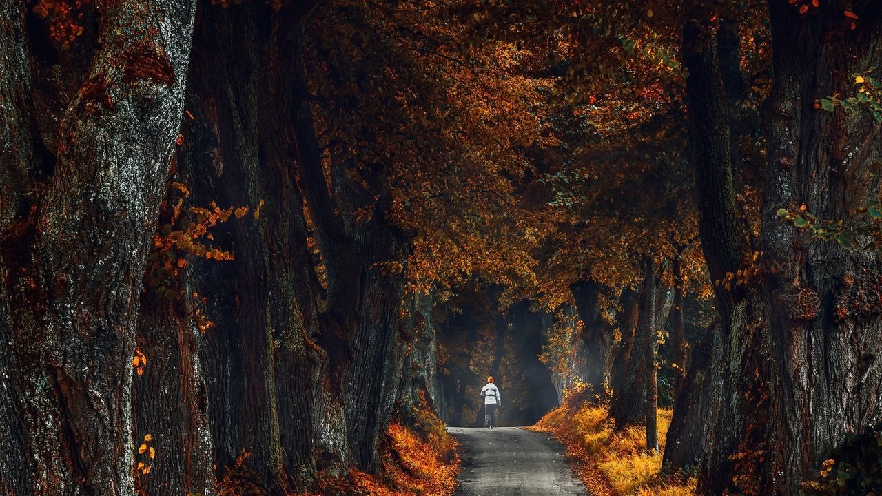 Обои дорога, деревья, осень, человек, road, trees, autumn, people разрешение 1920x1222 Загрузить