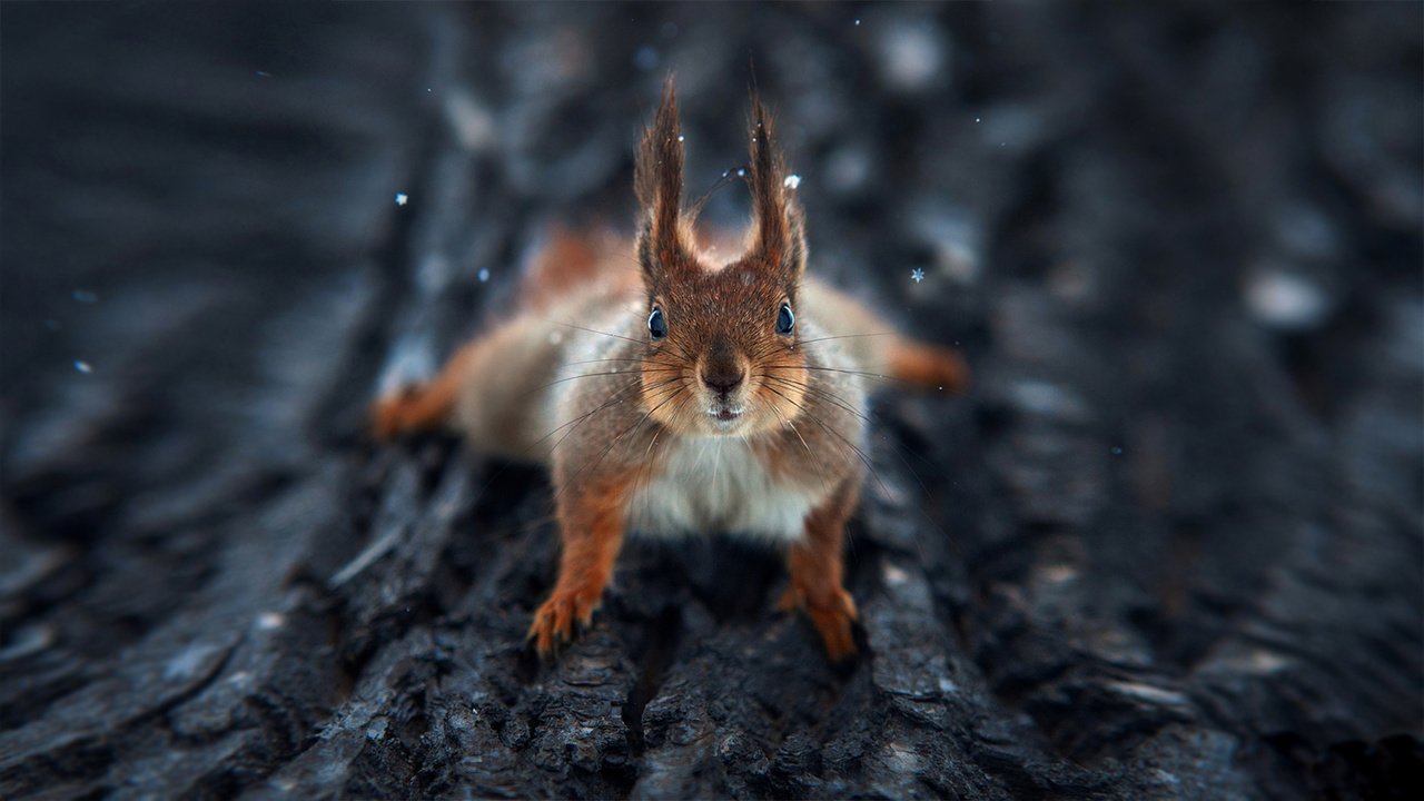 Обои дерево, макро, взгляд, минимализм, белка, кора, tree, macro, look, minimalism, protein, bark разрешение 1920x1080 Загрузить