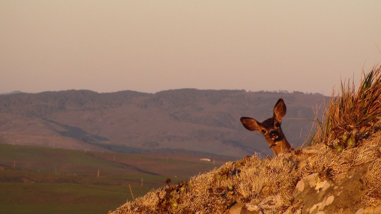 Обои олень, на природе, оленей, лань, deer, nature, doe разрешение 3680x2070 Загрузить