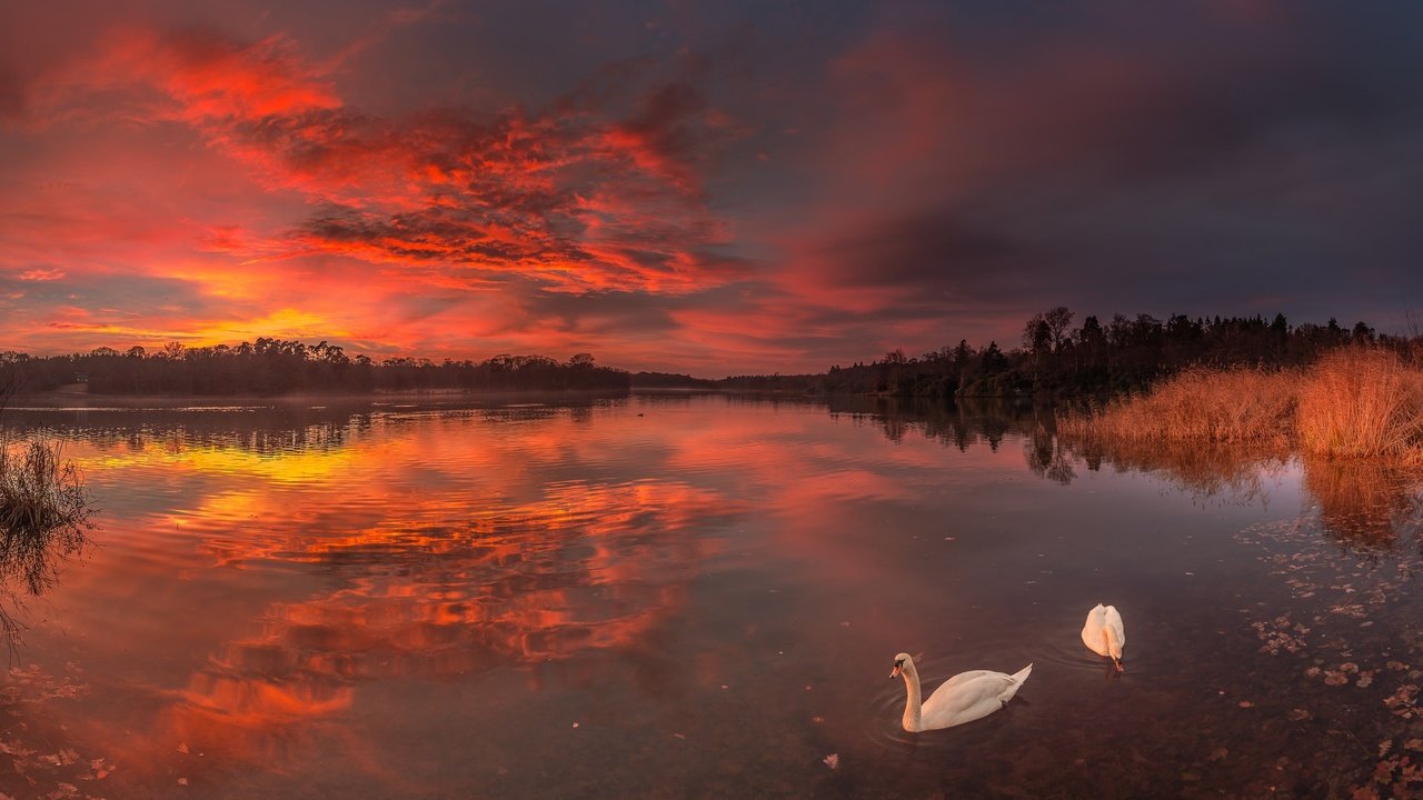 Обои озеро, закат, птицы, лебеди, lake, sunset, birds, swans разрешение 2048x1114 Загрузить