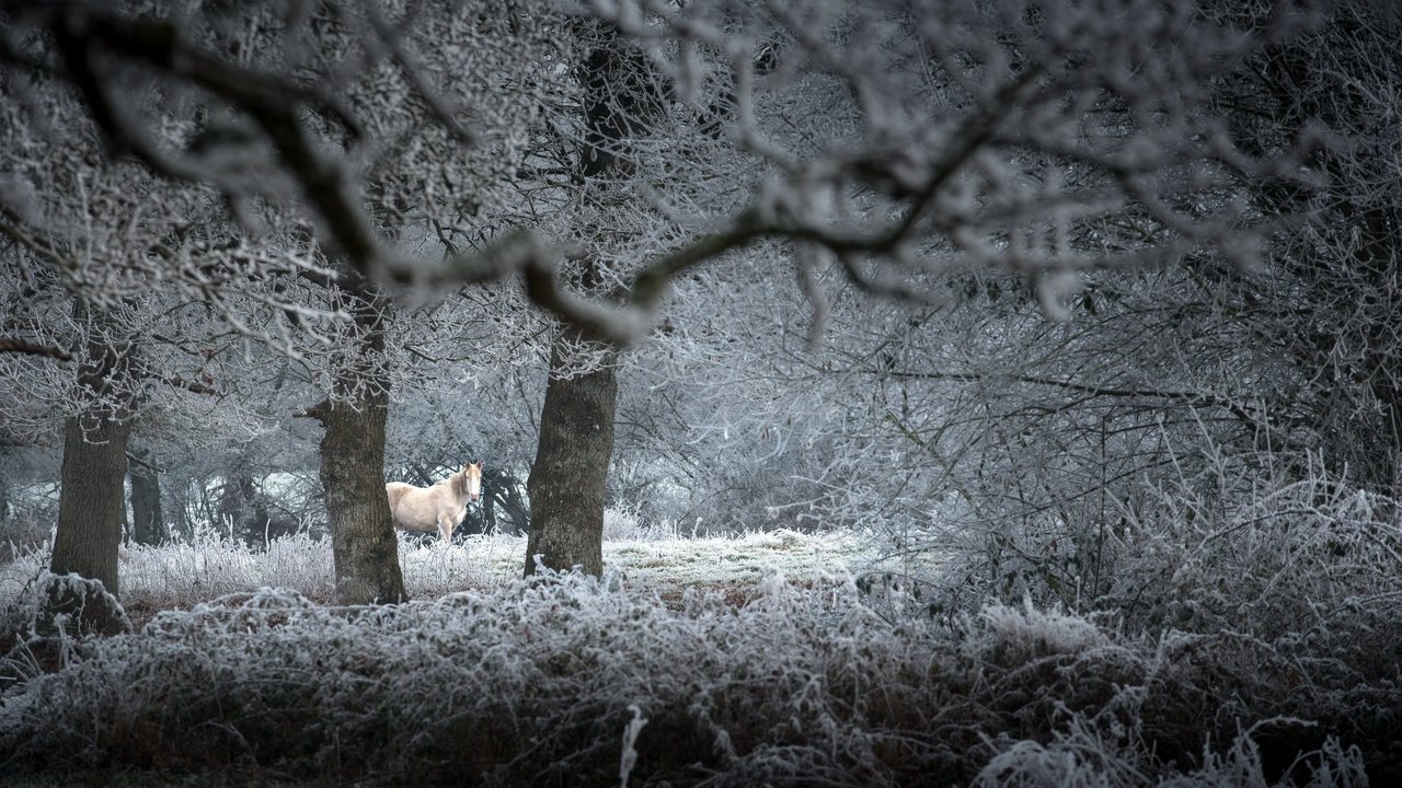 Обои природа, зима, конь, nature, winter, horse разрешение 2560x1709 Загрузить