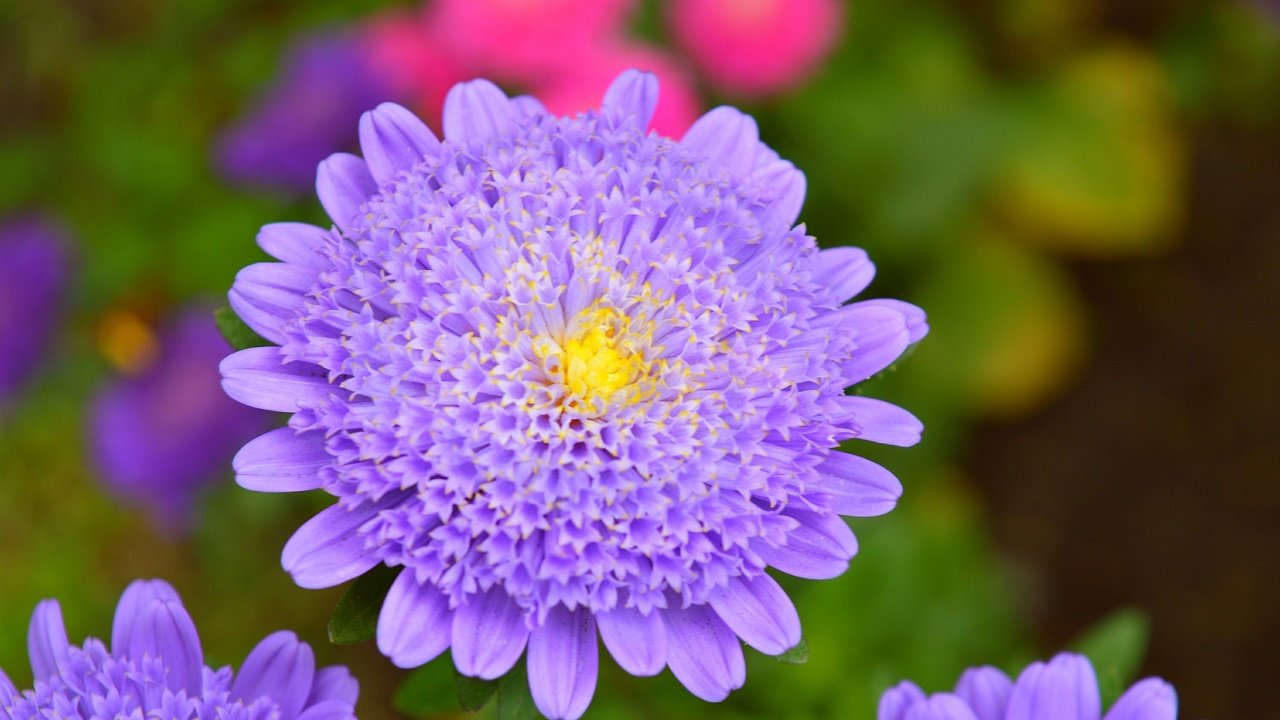 Обои цветы, макро, лепестки, фиолетовый цветок, крупным планом, астры, flowers, macro, petals, purple flower, closeup, asters разрешение 3000x1925 Загрузить
