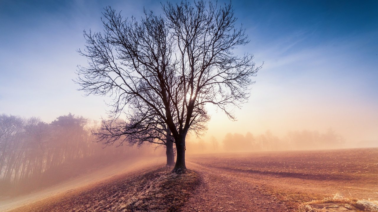 Обои небо, дерево, утро, туман, поле, рассвет, the sky, tree, morning, fog, field, dawn разрешение 2048x1365 Загрузить