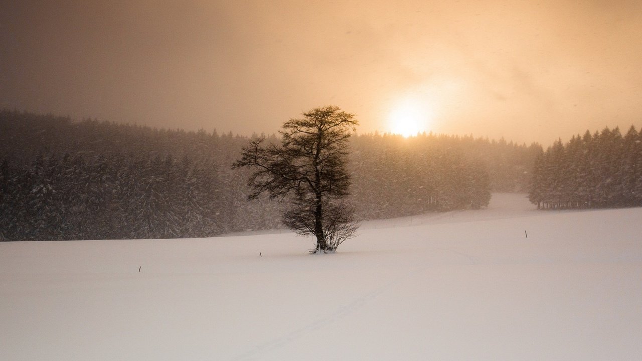 Обои снег, дерево, закат, зима, поле, метель, snow, tree, sunset, winter, field, blizzard разрешение 2048x1300 Загрузить