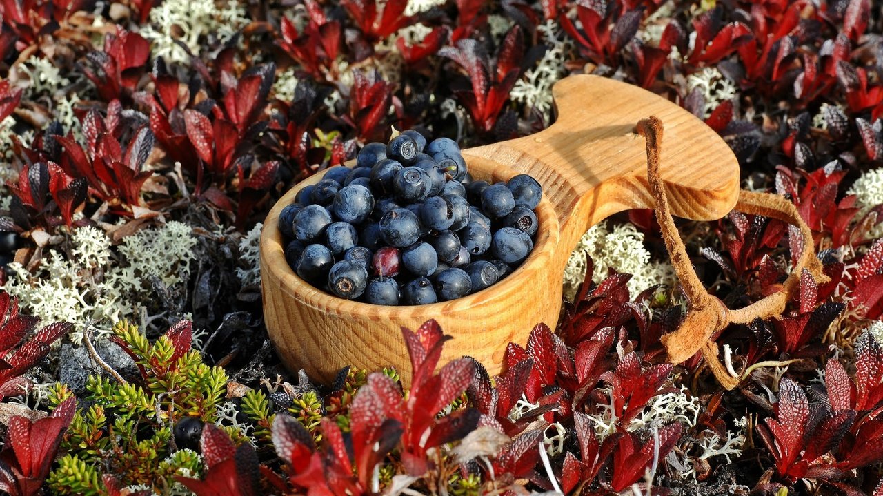 Обои растения, листья, ягоды, черника, ковшик, plants, leaves, berries, blueberries, scoop разрешение 1993x1322 Загрузить