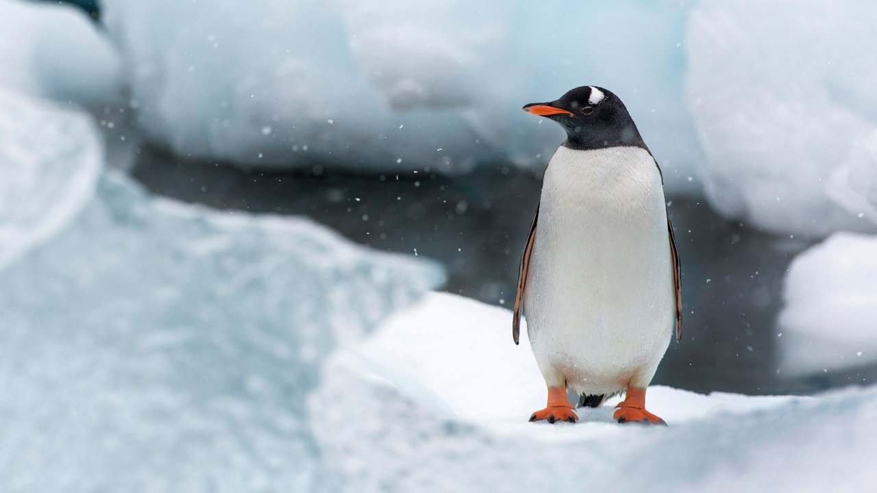 Обои снег, природа, лёд, птица, клюв, остров, пингвин, антарктида, snow, nature, ice, bird, beak, island, penguin, antarctica разрешение 1920x1200 Загрузить