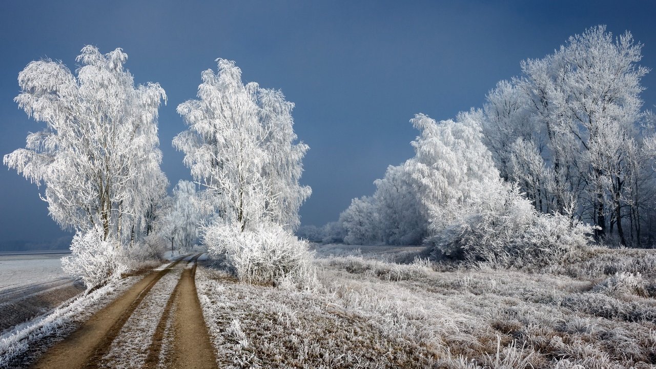 Обои дорога, зима, березы, иней, road, winter, birch, frost разрешение 3000x1927 Загрузить