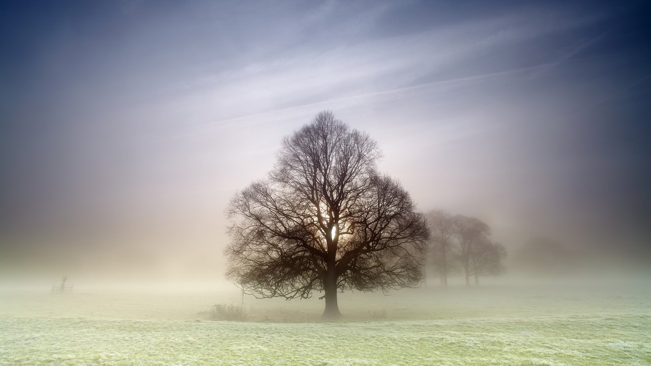 Обои природа, дерево, туман, поле, nature, tree, fog, field разрешение 2560x1707 Загрузить