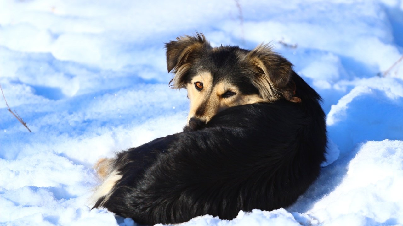 Обои снег, зима, взгляд, собака, snow, winter, look, dog разрешение 1920x1280 Загрузить