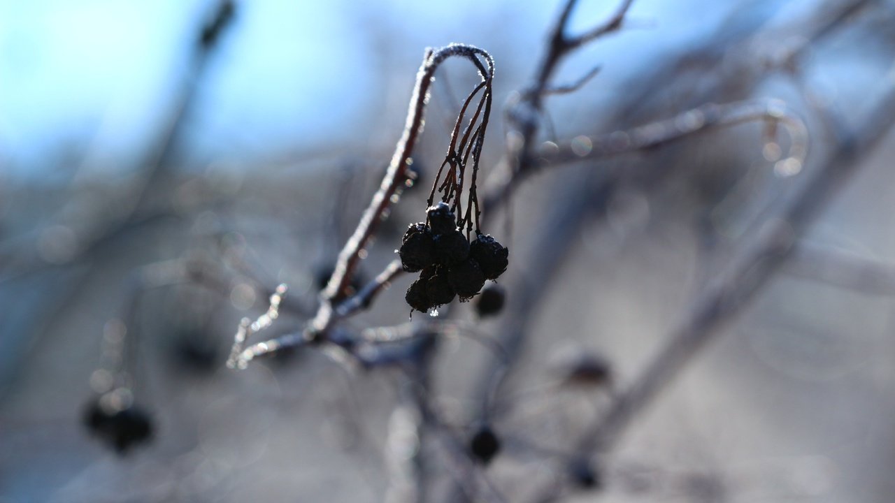 Обои зима, фон, ягоды, winter, background, berries разрешение 1920x1280 Загрузить