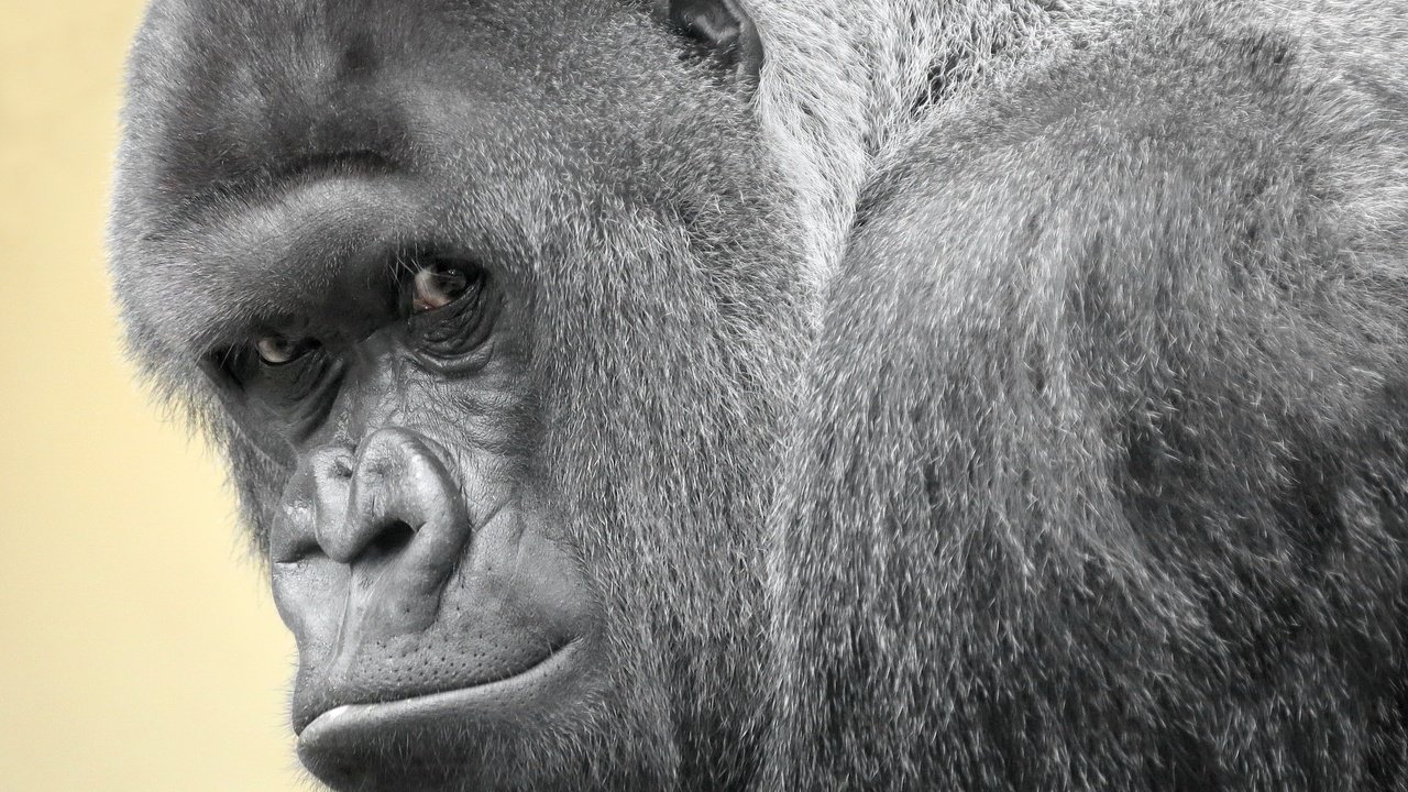 Обои взгляд, обезьяна, горилла, look, monkey, gorilla разрешение 2048x1359 Загрузить
