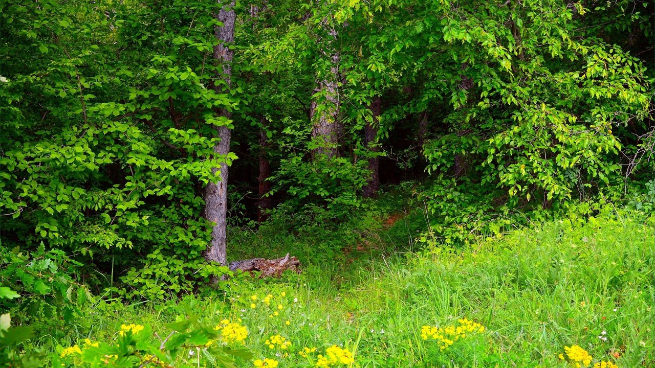 Обои трава, зелень, лес, весна, весенние, грин, grass, greens, forest, spring, green разрешение 3002x1921 Загрузить