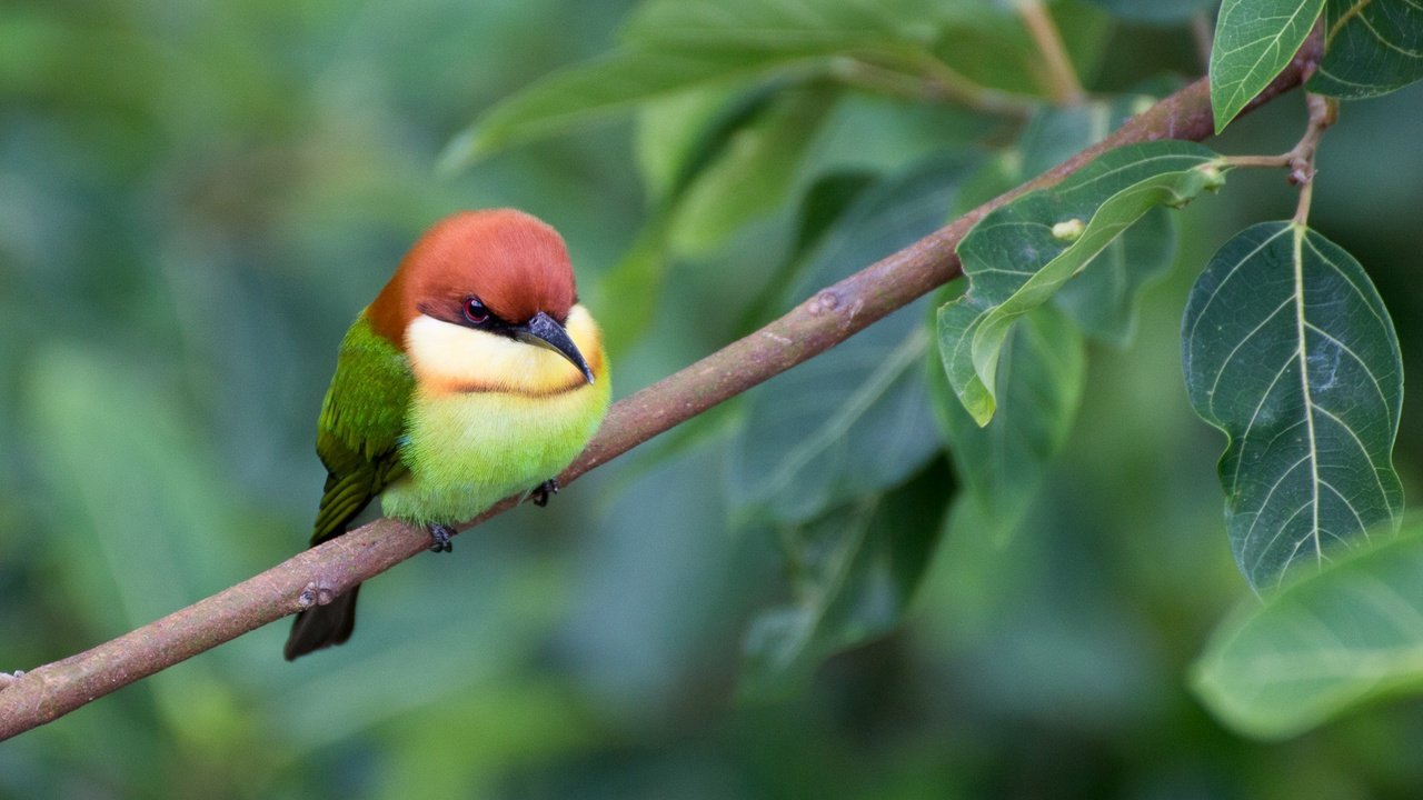 Обои ветка, листва, птица, щурка, пчелоед, золотистая щурка, branch, foliage, bird, schurka, peeled, european bee-eater разрешение 2048x1365 Загрузить