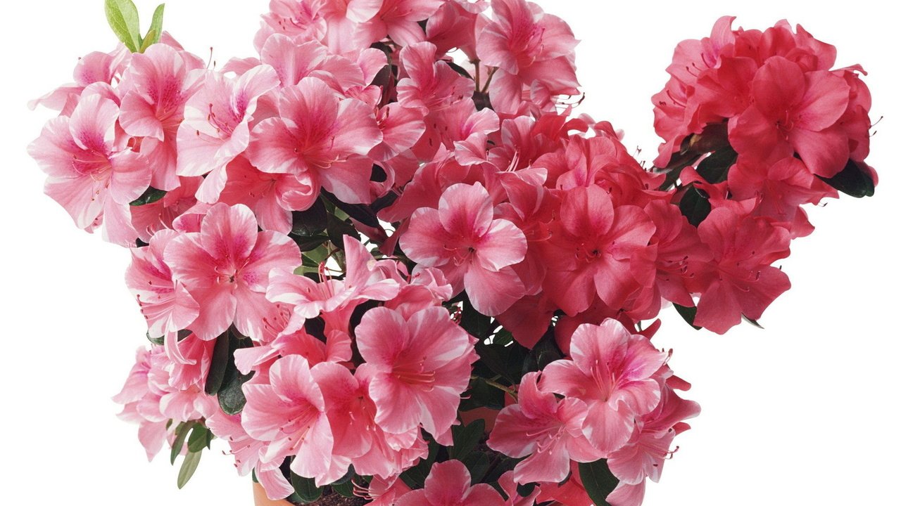 Обои розовый, рододендрон, pink, rhododendron разрешение 1920x1200 Загрузить