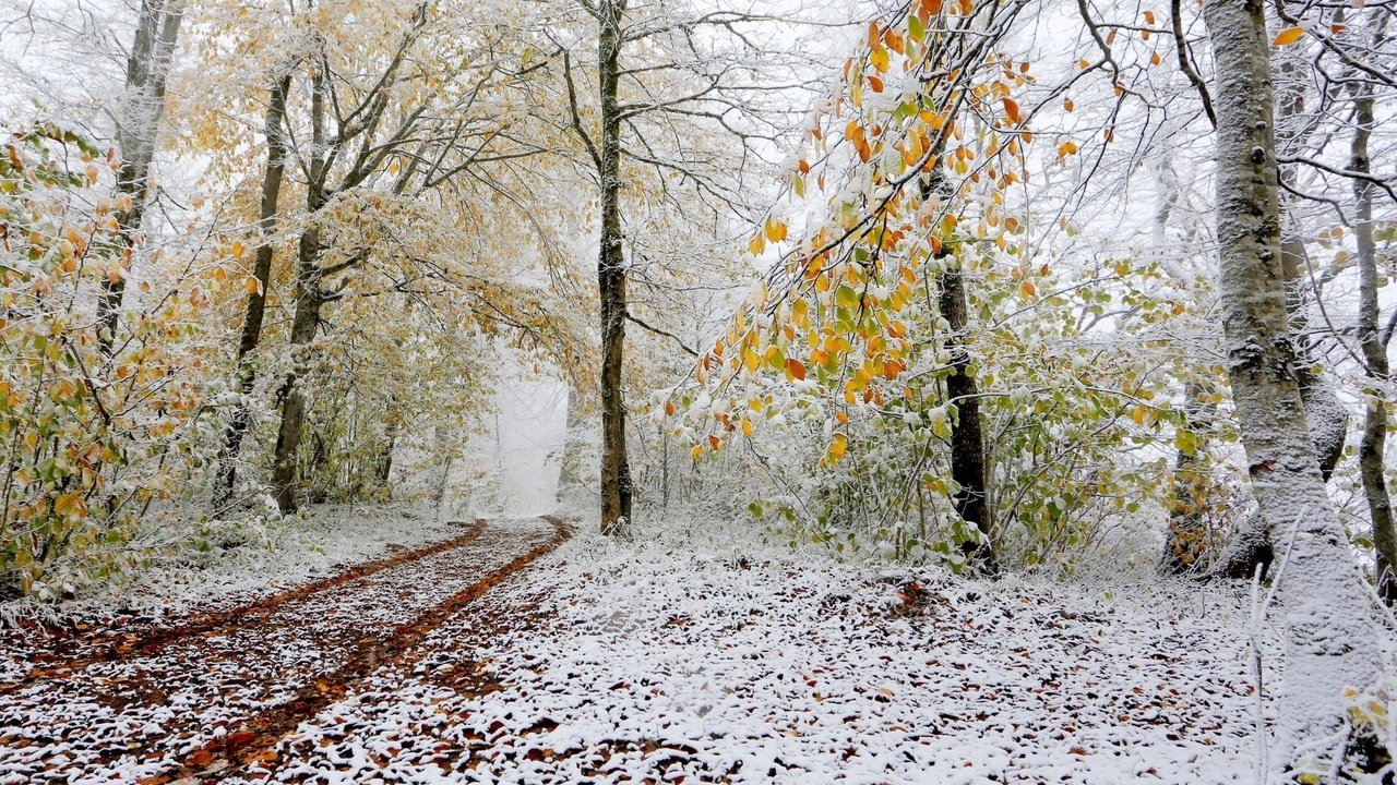 Обои снег, природа, лес, дорожка, осень, поздняя, snow, nature, forest, track, autumn, late разрешение 1920x1200 Загрузить