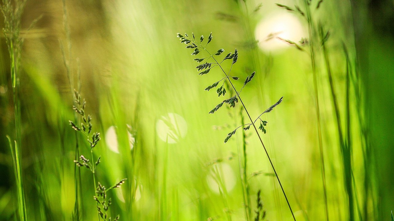 Обои трава, зелень, лето, блики, grass, greens, summer, glare разрешение 2048x1180 Загрузить