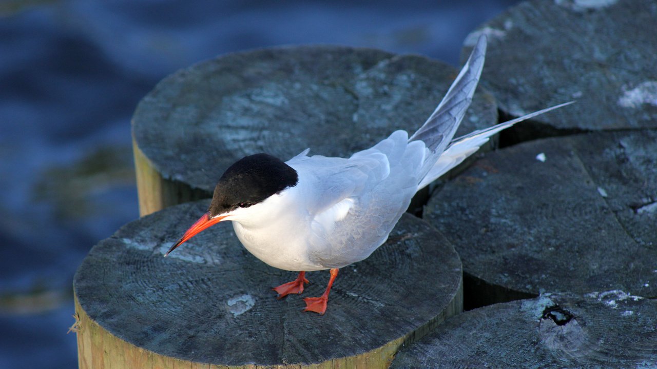 Обои природа, птицы, птица, на природе, крачка, aristovart, nature, birds, bird, tern разрешение 5184x3456 Загрузить