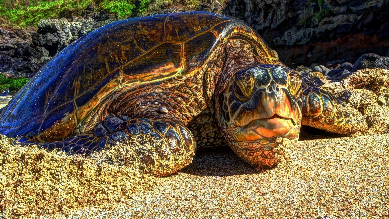 Обои песок, пляж, черепаха, гавайи, sand, beach, turtle, hawaii разрешение 4591x2575 Загрузить