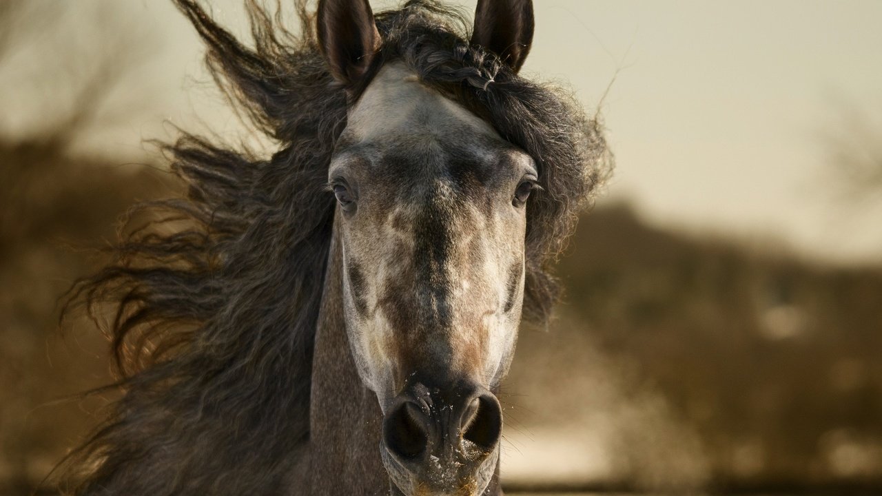 Обои лошадь, животное, конь, грива, horse, animal, mane разрешение 2048x1360 Загрузить