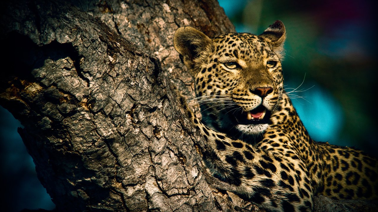 Обои животные, леопард, хищник, дикая кошка, animals, leopard, predator, wild cat разрешение 4608x3072 Загрузить