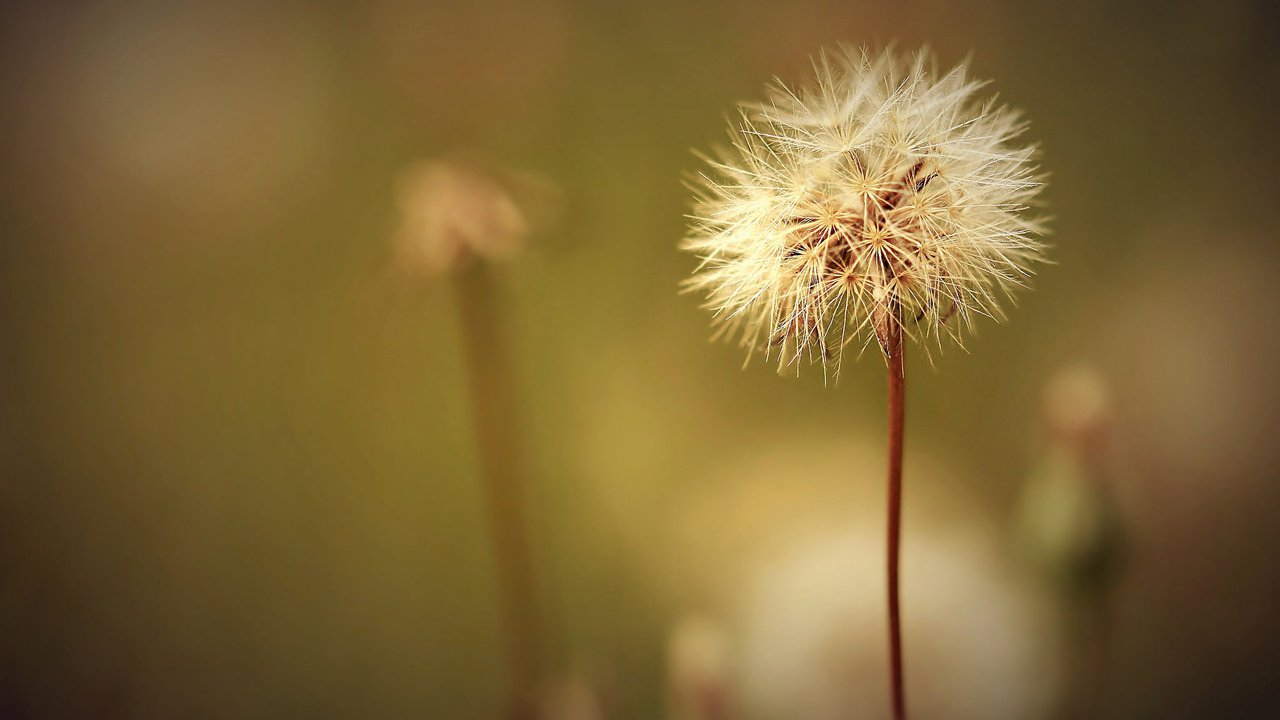 Обои цветок, jossie k, поле, одуванчик, семена, растение, пух, пушинки, былинки, flower, field, dandelion, seeds, plant, fluff, fuzzes, blade разрешение 2048x1361 Загрузить