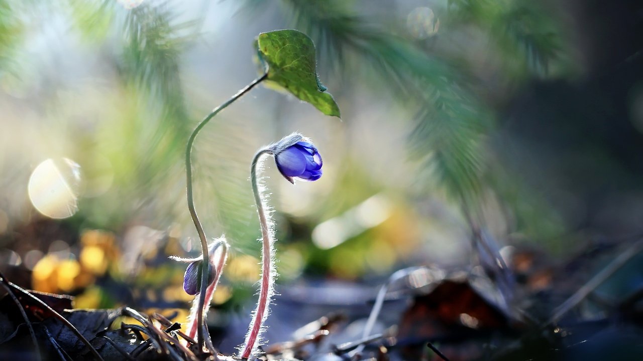 Обои цветы, растения, синие цветы, raimondas kairys, flowers, plants, blue flowers разрешение 2560x1710 Загрузить