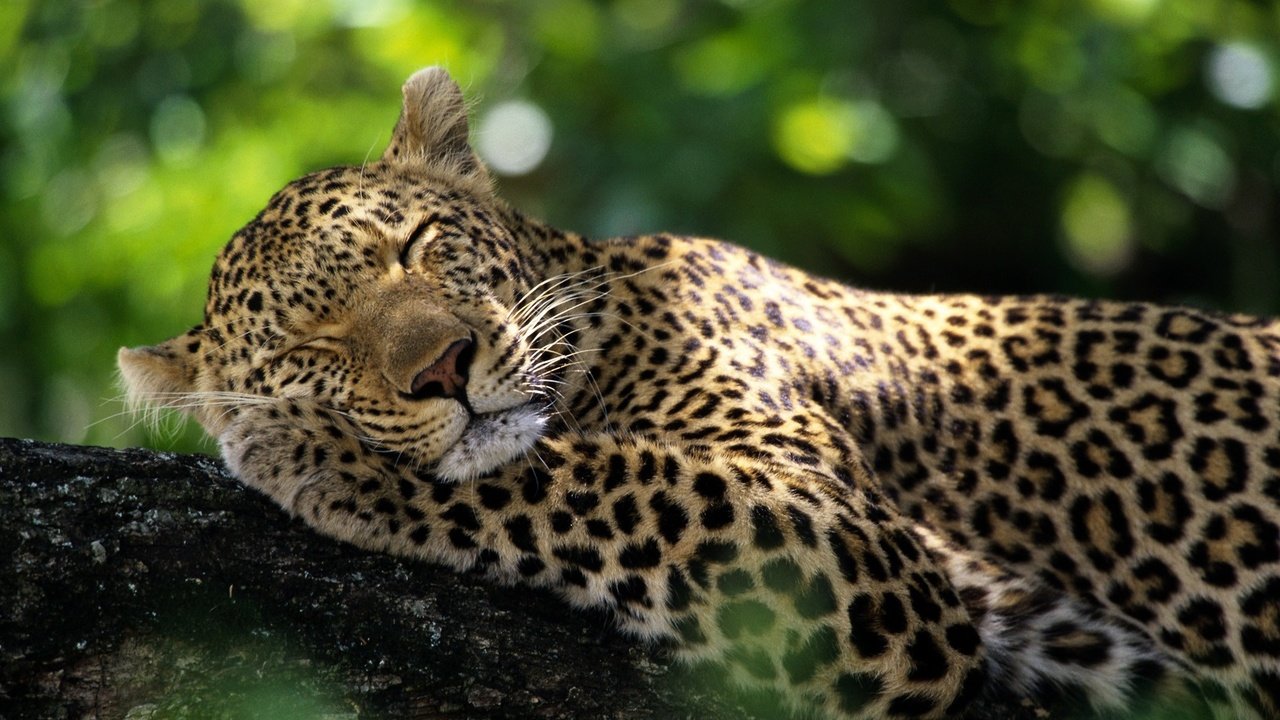 Обои животные, леопард, дикие кошки, спящий леопард, animals, leopard, wild cats, sleeping leopard разрешение 1920x1080 Загрузить