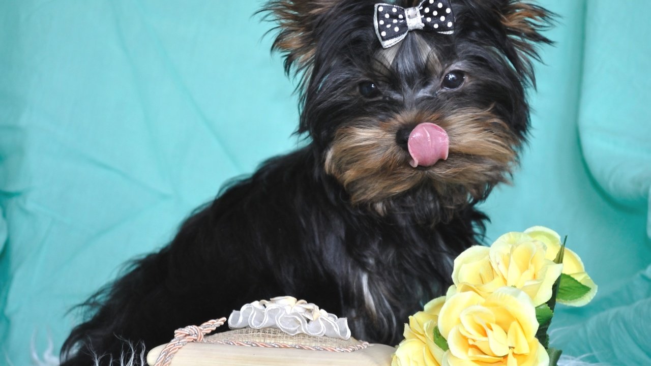 Обои цветы, щенок, язык, терьер, йорк, йоркширский терьер, flowers, puppy, language, terrier, york, yorkshire terrier разрешение 2400x1594 Загрузить