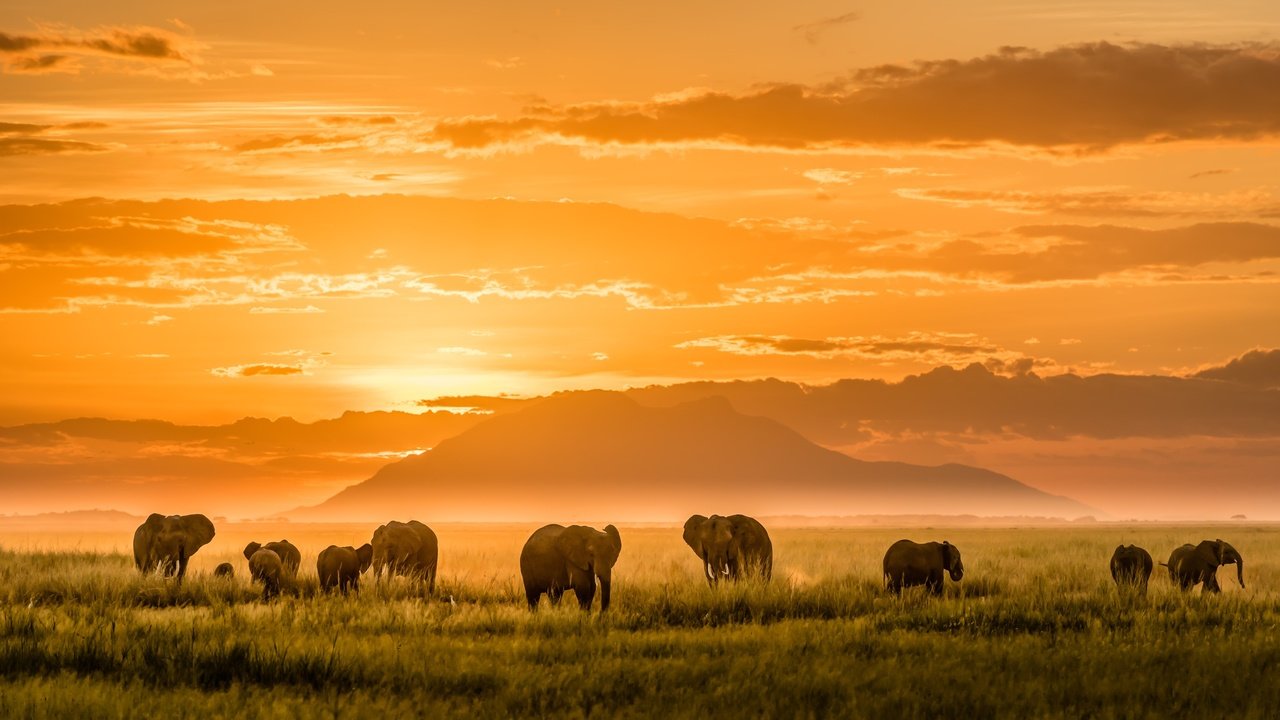 Обои свет, горы, африка, слоны, light, mountains, africa, elephants разрешение 2500x1406 Загрузить