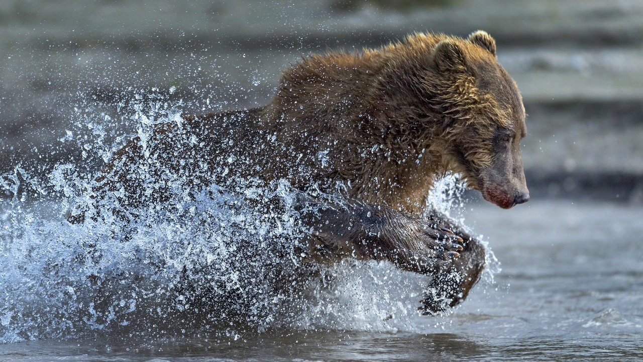 Обои вода, медведь, брызги, бег, water, bear, squirt, running разрешение 2500x1667 Загрузить