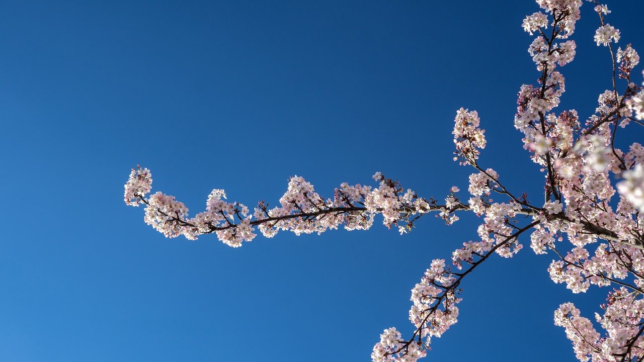 Обои небо, природа, цветение, ветки, весна, вишня, the sky, nature, flowering, branches, spring, cherry разрешение 2048x1365 Загрузить