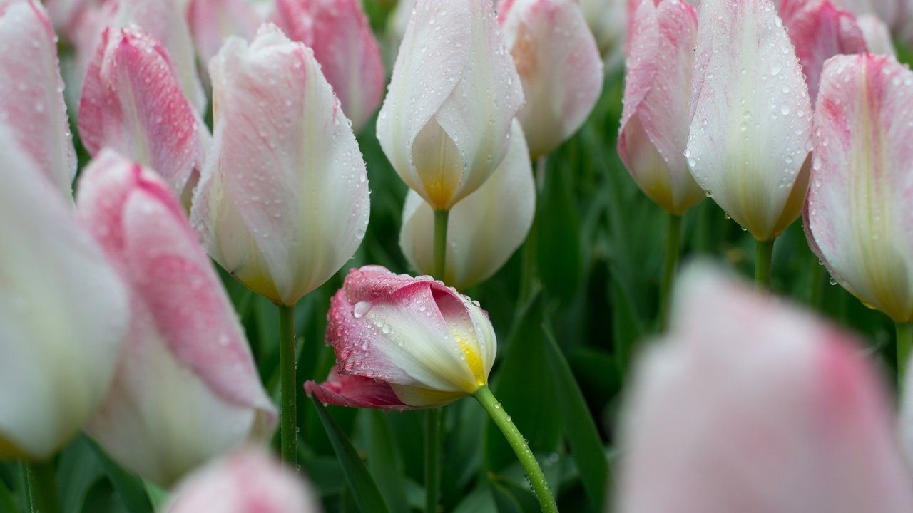 Обои цветы, бутоны, капли, весна, тюльпаны, flowers, buds, drops, spring, tulips разрешение 2048x1367 Загрузить