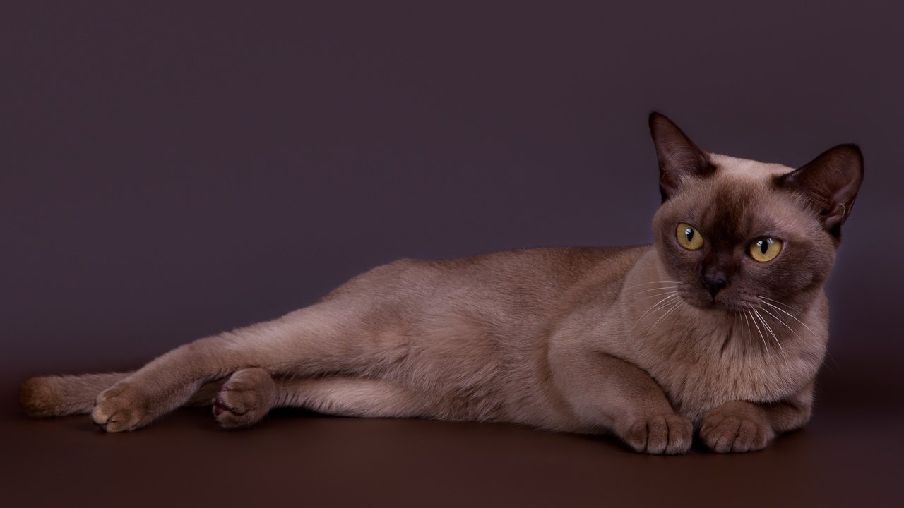 Обои кот, кошка, красавец, бурманская, бурманский, cat, handsome, burmese разрешение 3000x1934 Загрузить
