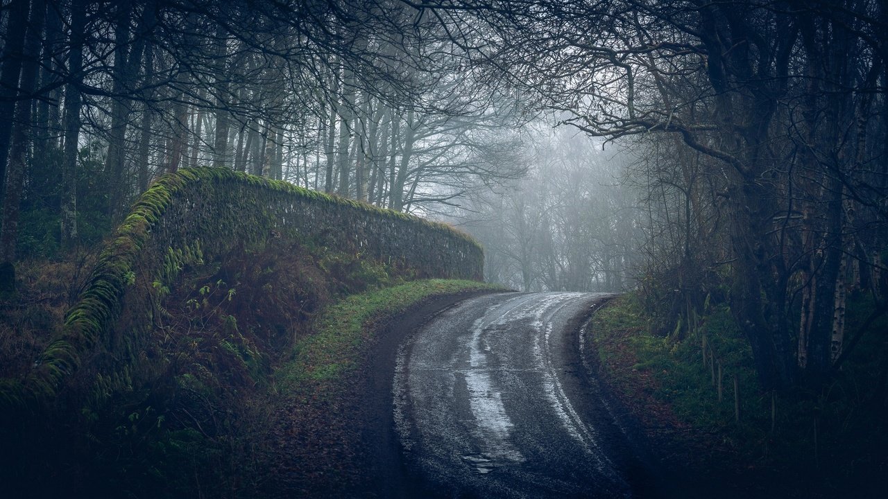 Обои дорога, деревья, лес, туман, road, trees, forest, fog разрешение 2107x1100 Загрузить