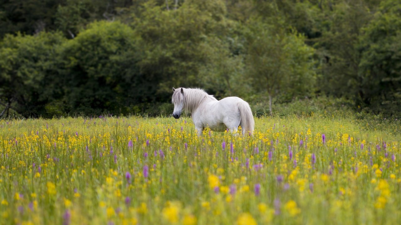 Обои цветы, лошадь, природа, пейзаж, луг, конь, грива, flowers, horse, nature, landscape, meadow, mane разрешение 2048x1365 Загрузить