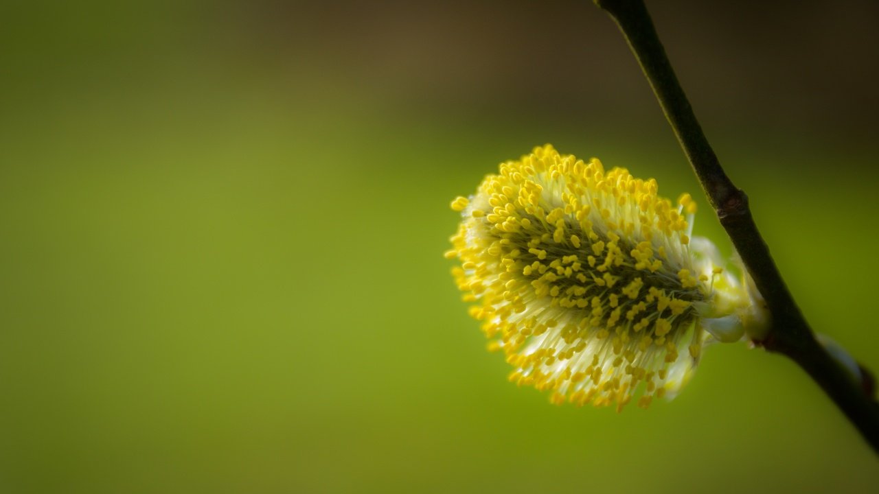 Обои природа, дерево, макро, весна, ива, верба, nature, tree, macro, spring, iva, verba разрешение 5272x3515 Загрузить