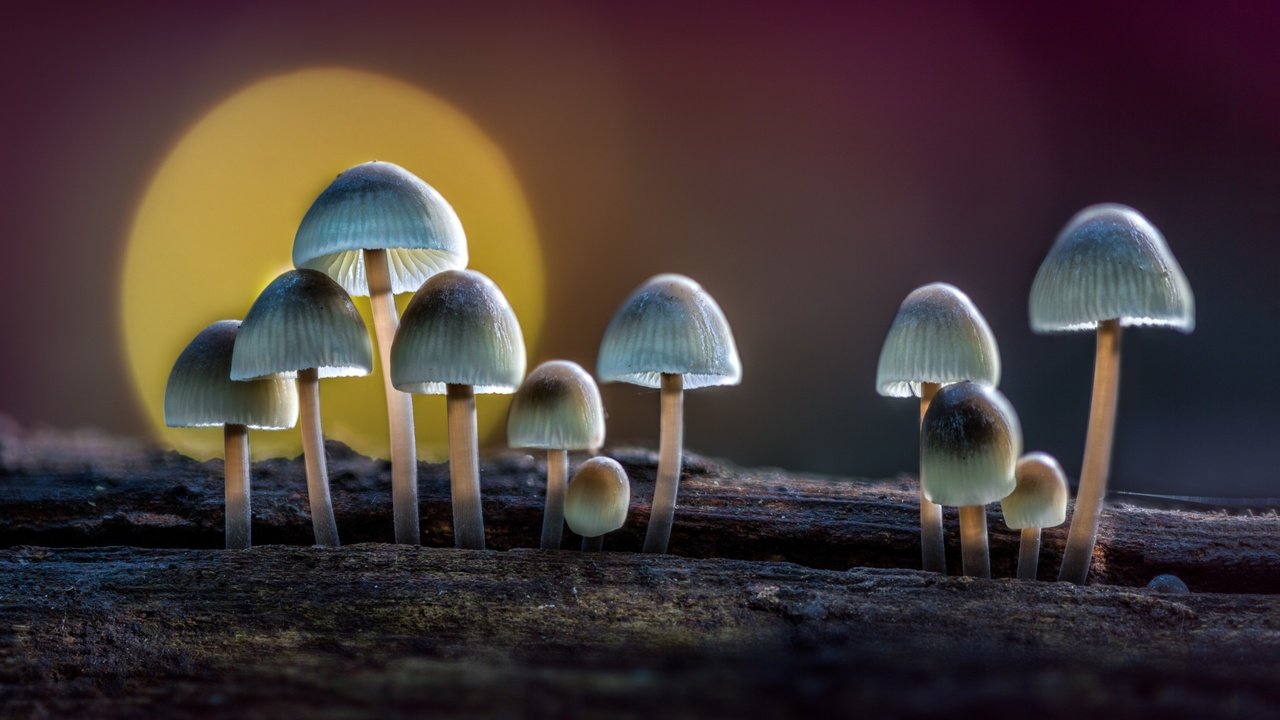 Обои солнце, природа, макро, грибы, бревно, поганки, sophiaspurgin, the sun, nature, macro, mushrooms, log, toadstool разрешение 3000x2000 Загрузить