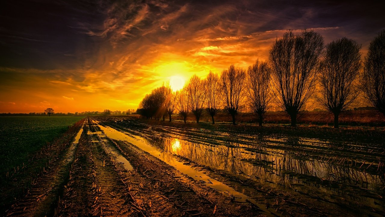 Обои деревья, солнце, поле, лужи, trees, the sun, field, puddles разрешение 2048x1364 Загрузить