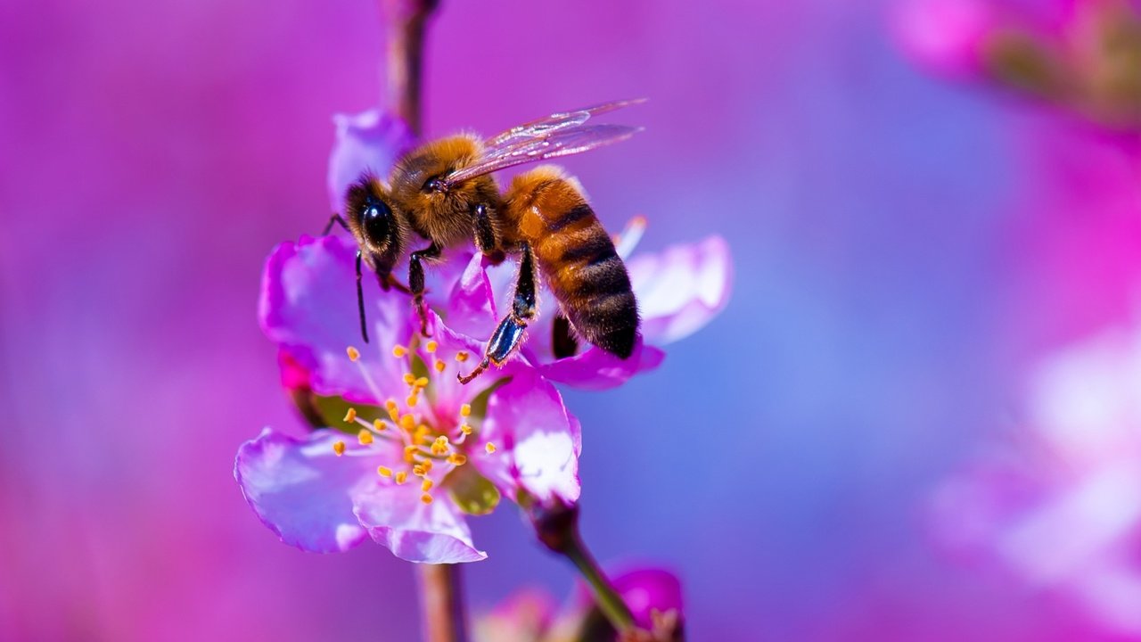 Обои природа, насекомое, цветок, растение, пчела, nature, insect, flower, plant, bee разрешение 2000x1080 Загрузить