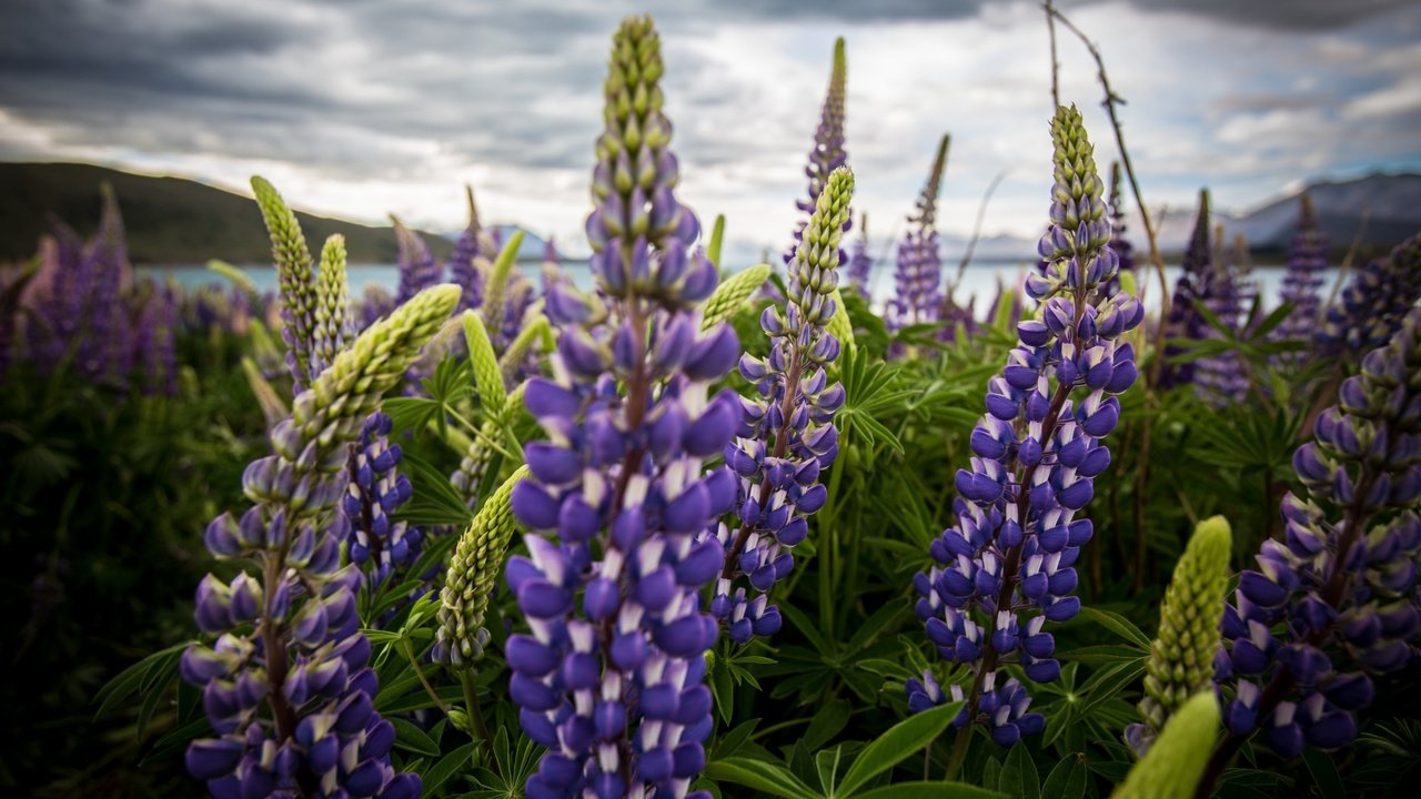 Обои цветы, природа, поле, люпины, flowers, nature, field, lupins разрешение 2560x1440 Загрузить