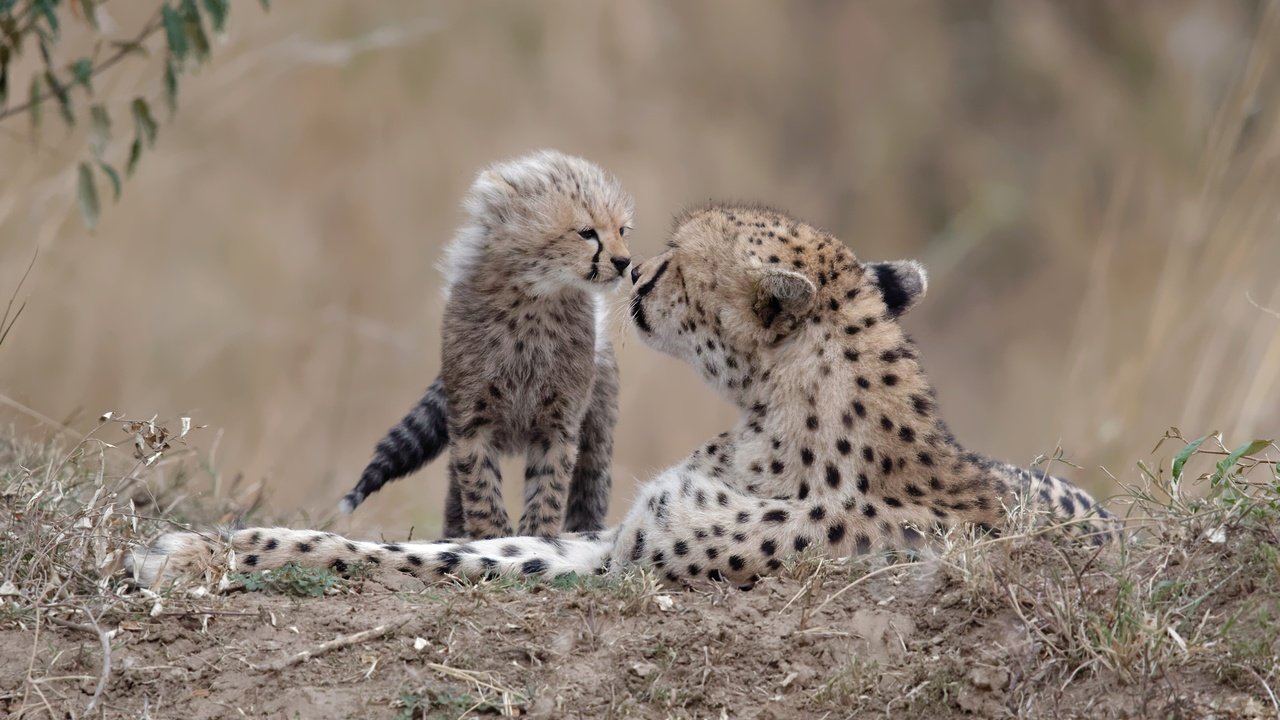 Обои природа, фон, гепарды, nature, background, cheetahs разрешение 2500x1519 Загрузить